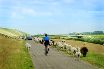 cycling on a road with sheep