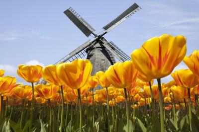 Tulpen in  Holland mit Windmhle